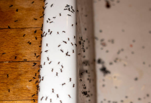 Best Cockroach Control Services  in Rockford, IL